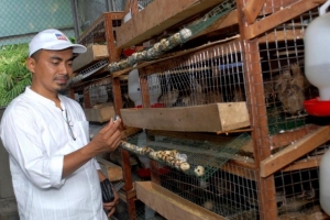 Kesuksesan Telur Puyuh Beromega Pak Slamet
