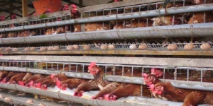 Periode Grower Ayam Petelur