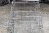 kandang-ayam-jago-3